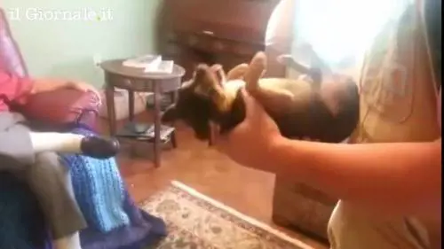 Cane si finge  morto se preso in braccio 