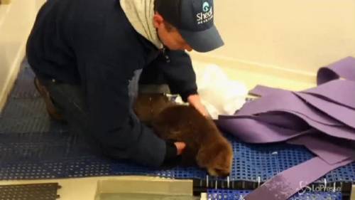 Cucciolo di lontra impara a nuotare nell’Acquario di Chicago