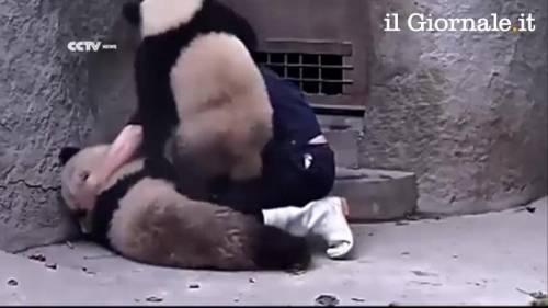 La battaglia comica per far prendere ai panda le medicine