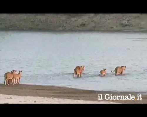 Elefantino respinge l'attacco di 14 leoni