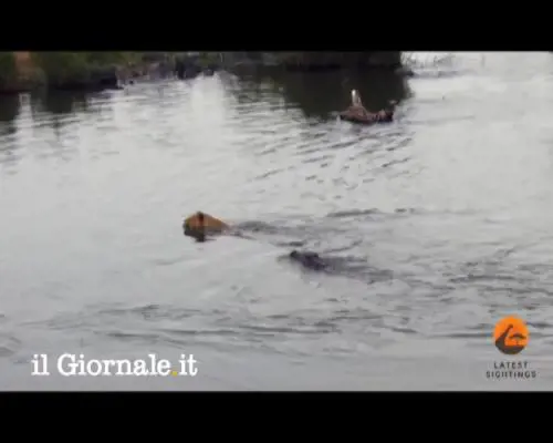 Sudafrica, leonessa sfugge dalla morsa di un coccodrillo