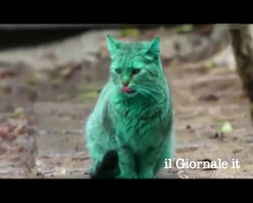 Un gatto verde in Bulgaria