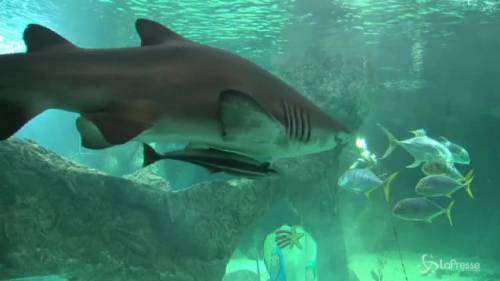 Presepe subacqueo nella vasca degli squali allo zoo di Madrid 
