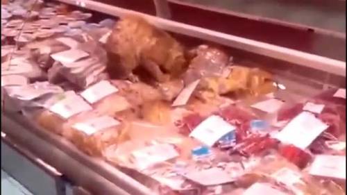 Russia, gatto mangia 1000 euro di pesce al duty free dell'aeroporto