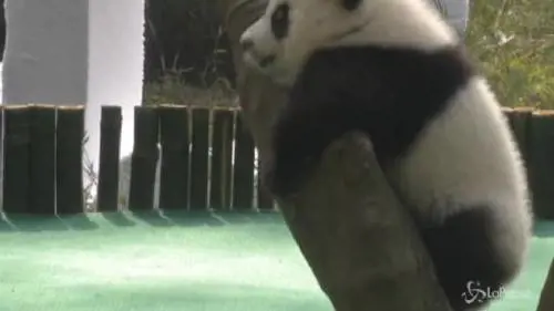 Cina, la rete sceglie i nomi di tre panda