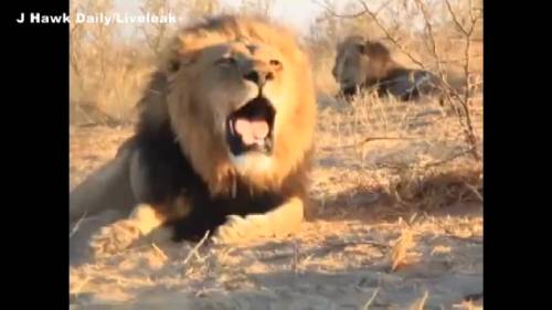 Coro rock di leoni in Botswana
