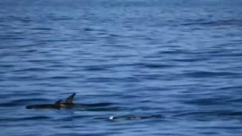 Delfino bianco avvistato in California