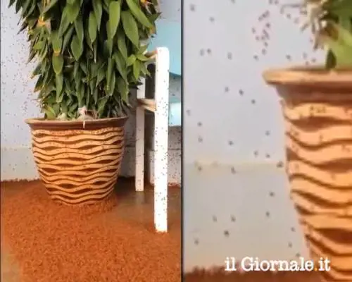 L'invasione dei granchi sull'Isola di Natale