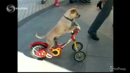 Duo Duo, il cane pattinatore e skater che si esibisce in 40 show diversi