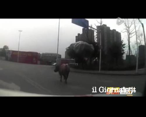 Così la polizia abbatte un toro