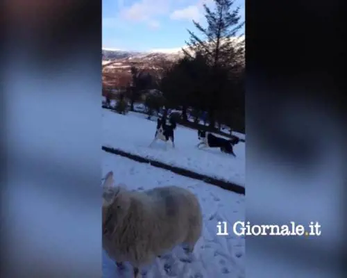 "Pet", l'agnello che si crede un cagnolino