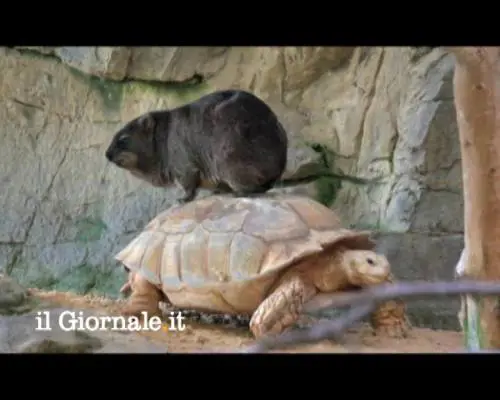 Lo spot sugli animali fa impazzire il web