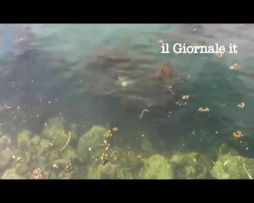 La battaglia tra la foca e la piovra