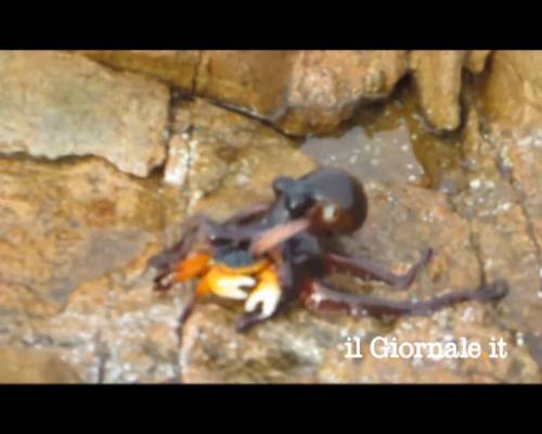 Polpo attacca granchio fuori dall'acqua