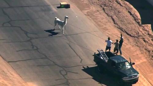 Arizona, lama in fuga per la libertà