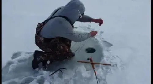 Pesca un uccello in un lago