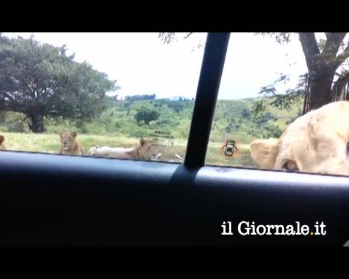 Se il leone apre la portiera dell'auto