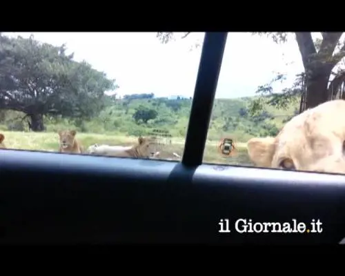 Se il leone apre la portiera dell'auto