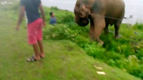 Ubriaco rischia la vita per un attacco di un elefante