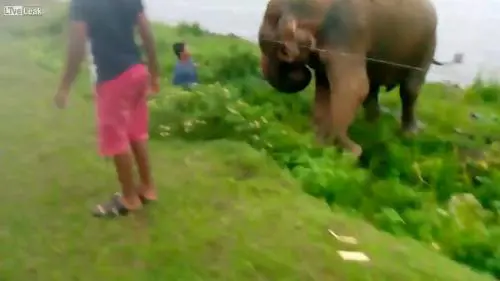 Ubriaco rischia la vita per un attacco di un elefante