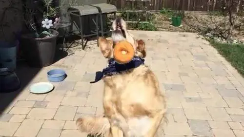 Questo cane è un disastro ad afferrare i cibi al volo