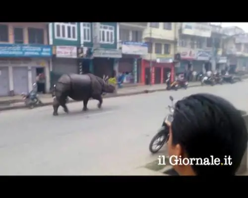Nepal, un rinoceronte "a spasso" in città