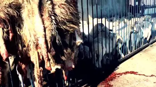 Diana del Bufalo: "Stop all'uccisione degli agnelli a Pasqua"