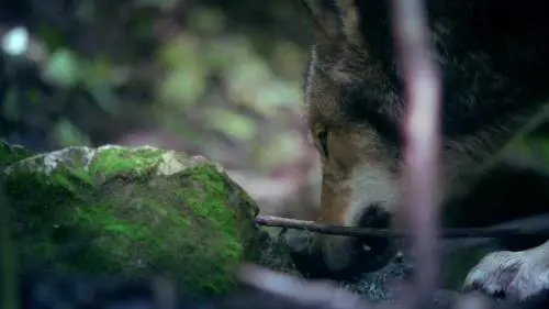 "The promise", il corto di Salvatores:  un inno al rispetto delle specie viventi
