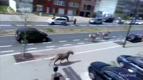 Tre zebre al galoppo per le strade di Bruxelles