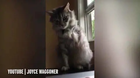 Gatto a tre zampe gioca con l'arto mancante