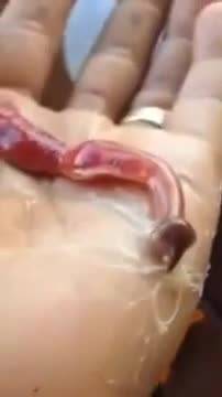 Il verme con la proboscide