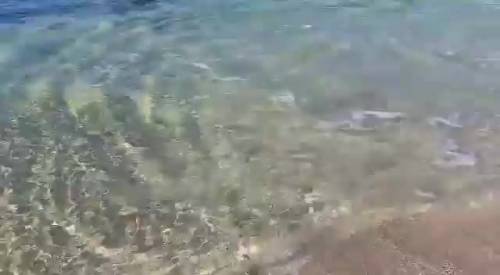 Salento, squalo arriva sulla riva per inseguire un pesce