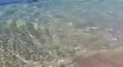 Salento, squalo arriva sulla riva per inseguire un pesce