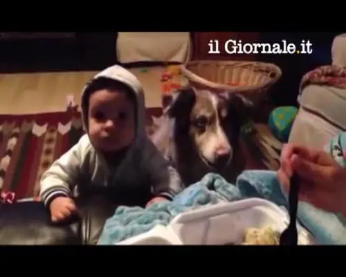 Cane dice "mamma" prima del bebè