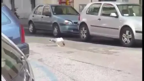 Gabbiano sventra ratto: Roma sempre più sporca