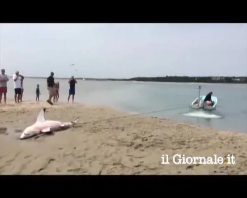 Massachusets. Il salvataggio di uno squalo bianco arenato