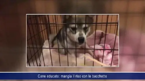 Cane educato: mangia il riso con le bacchette 