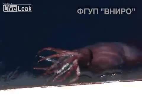 Calamaro gigante filmato da pescatori russi: un raro esemplare