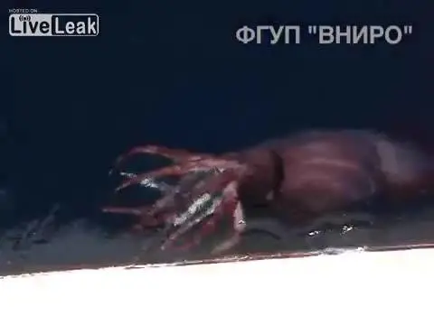 Calamaro gigante filmato da pescatori russi: un raro esemplare