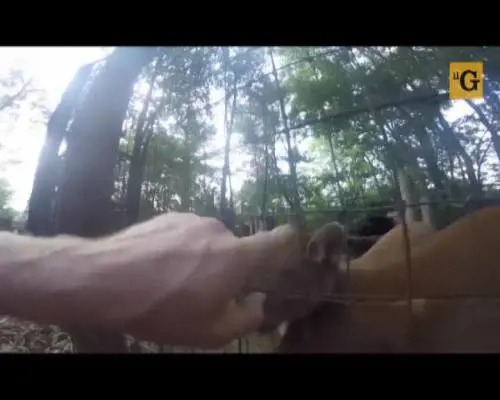 Accarezza i puma dello zoo come se fossero gattini