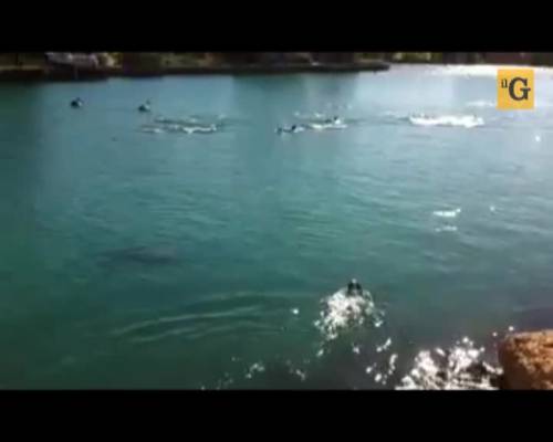 Cane nuota con un branco di delfini