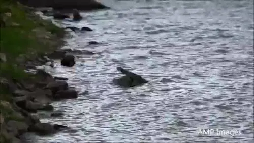 Coccodrillo divora il suo "cucciolo"