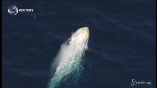 La straordinaria nuotata della balena bianca