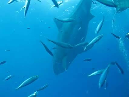 Deep Blue è lo squalo più grande del mondo