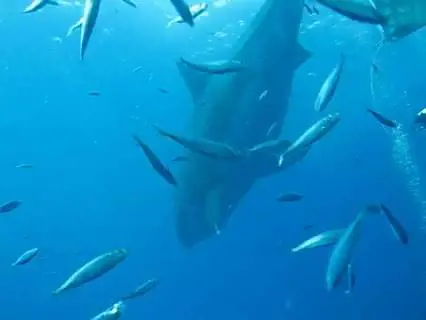 Deep Blue è lo squalo più grande del mondo