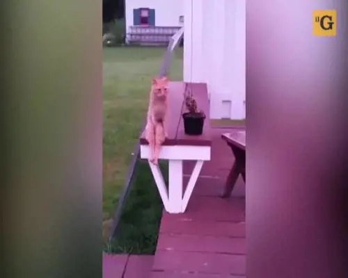 Red, il gatto che siede a gambe incrociate