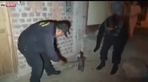 L'arresto di un pinguino