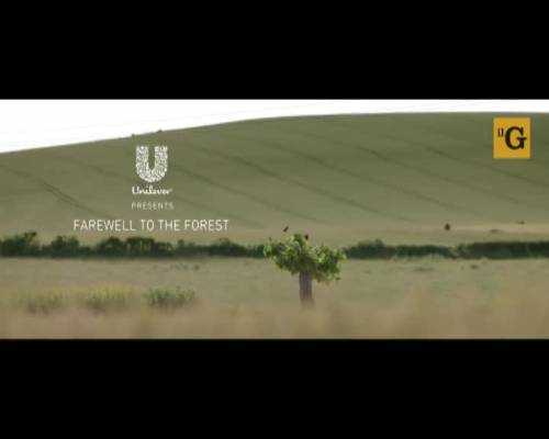 Unilever lancia la campagna contro il disboscamento delle foreste