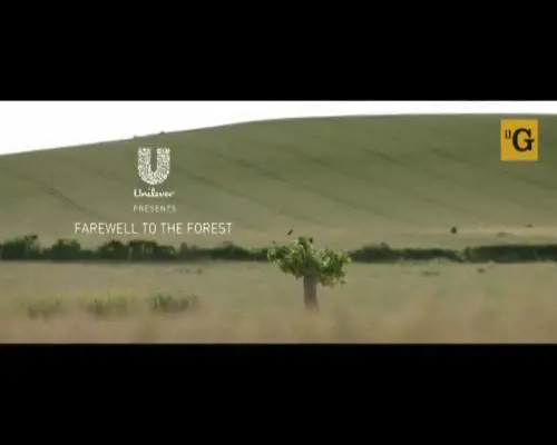 Unilever lancia la campagna contro il disboscamento delle foreste