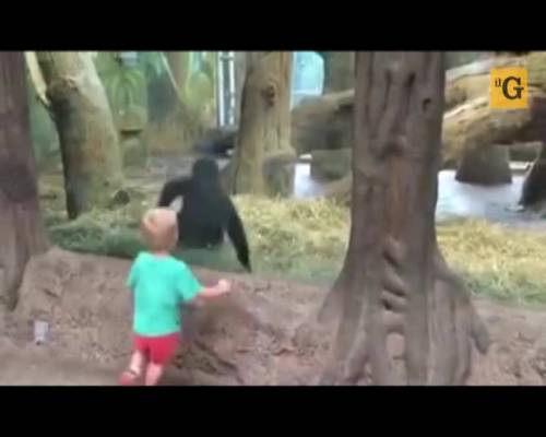 Bimbo e gorilla giocano insieme allo zoo